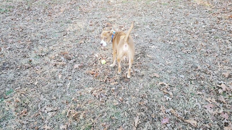 Redwood Dog Park - Hudson, NC