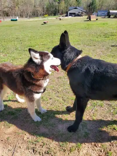 Redwood Dog Park - Hudson, NC