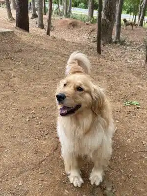 Rosedale Dog Park