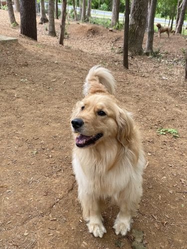 Rosedale Dog Park