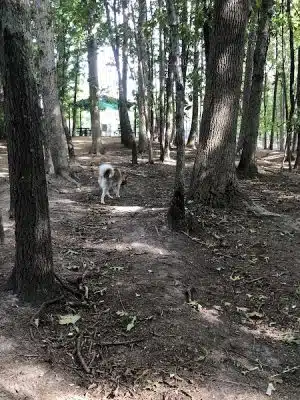 Rosedale Dog Park