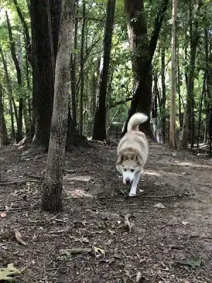 Rosedale Dog Park