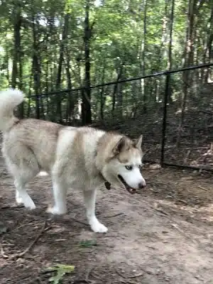 Rosedale Dog Park