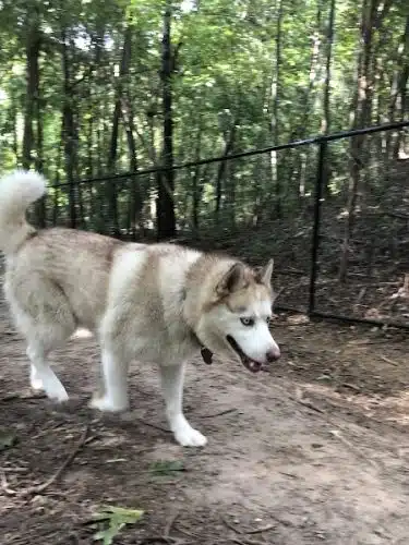 Rosedale Dog Park