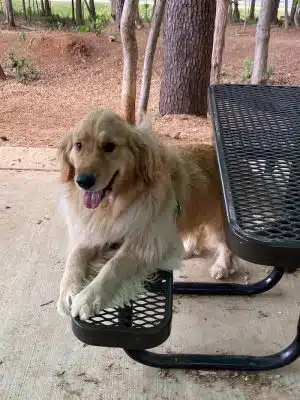 Rosedale Dog Park