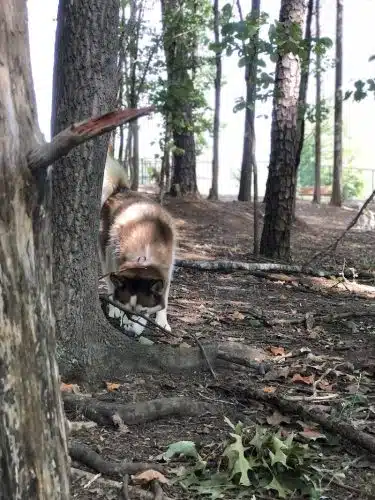 Rosedale Dog Park