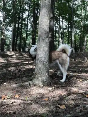 Rosedale Dog Park