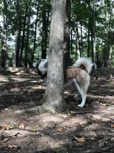 Rosedale Dog Park