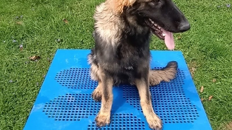 Huntington PetSafe Dog Park - Huntington, WV