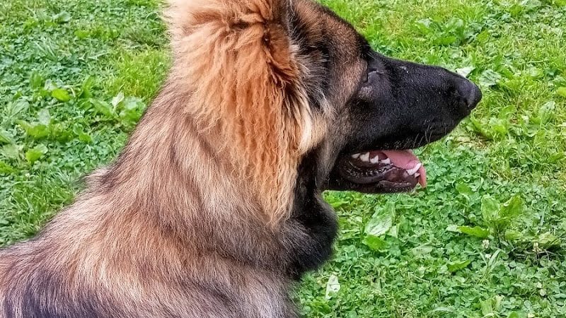 Huntington PetSafe Dog Park - Huntington, WV