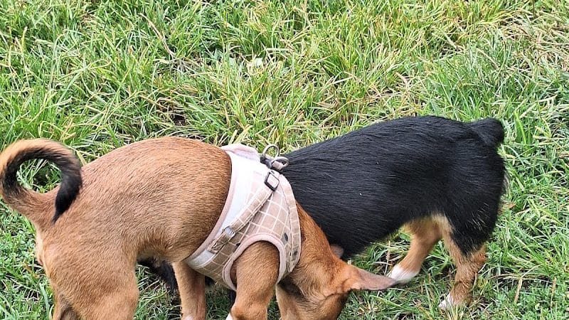 Huntington PetSafe Dog Park - Huntington, WV