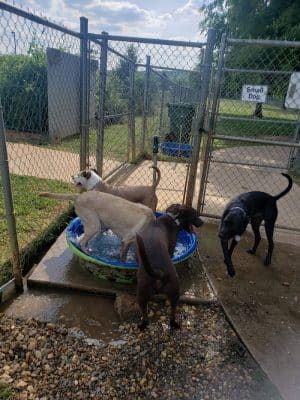 Astro Dog Park