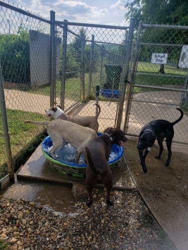 Astro Dog Park