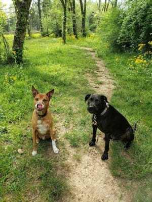 Astro Dog Park
