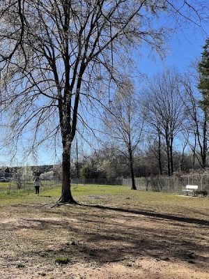 Astro Dog Park