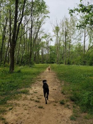 Astro Dog Park
