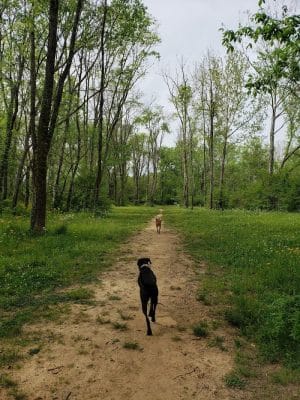 Astro Dog Park