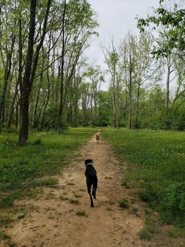 Astro Dog Park