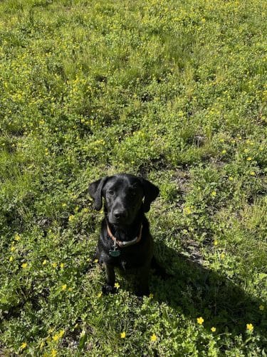 Astro Dog Park
