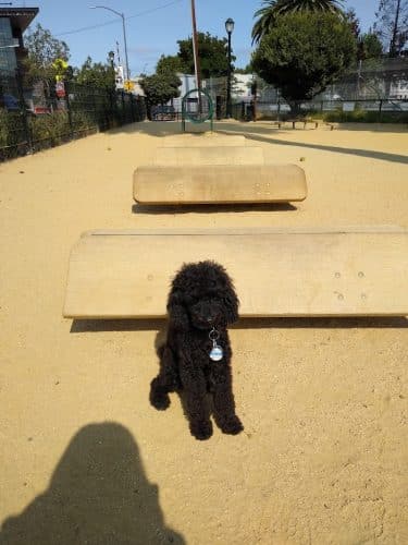 Astro Dog Park