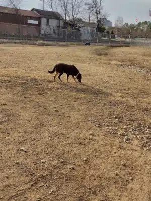 City of Huntsville Dogspot
