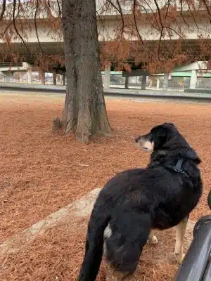 City of Huntsville Dogspot