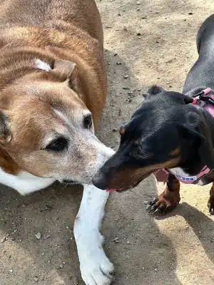 City of Huntsville Dogspot