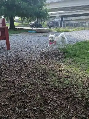 City of Huntsville Dogspot
