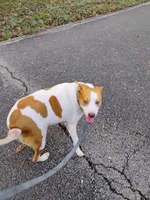 Providence Pet Park