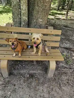 dog park