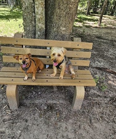 dog park