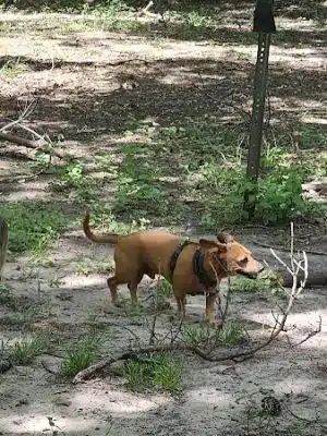 dog park