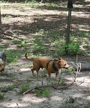 dog park