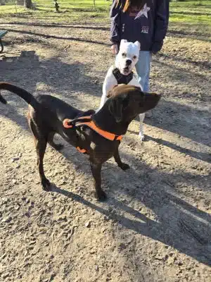 dog park