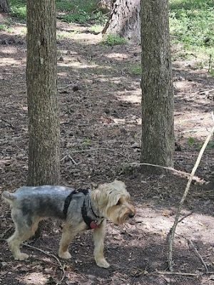 dog park