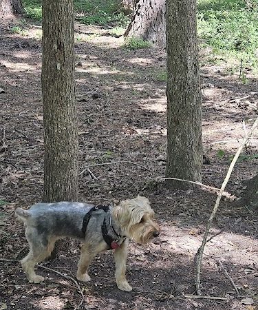 dog park