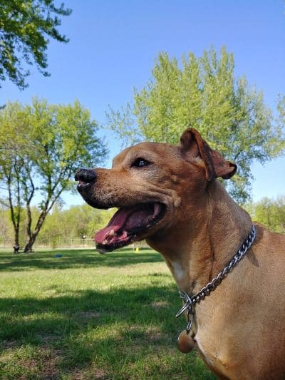 City of Hutchinson Dog Park - Hutchinson, MN