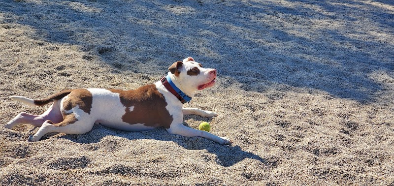 Barnstable Dog Park - Hyannis, MA
