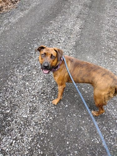 Dogwood Pet Resort