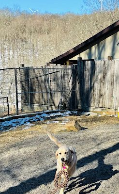 Dogwood Pet Resort - Hyndman, PA