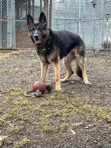 Dogwood Pet Resort