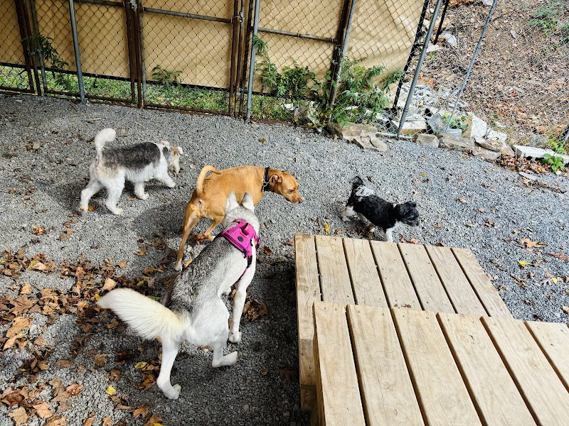 Dogwood Pet Resort - Hyndman, PA