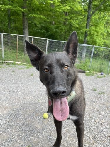 Dogwood Pet Resort