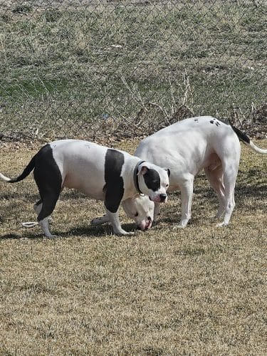 Dog Park