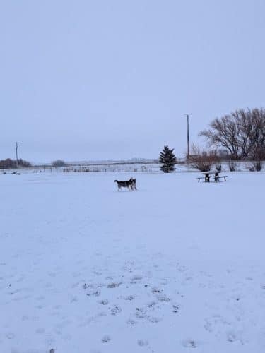 Dog Park