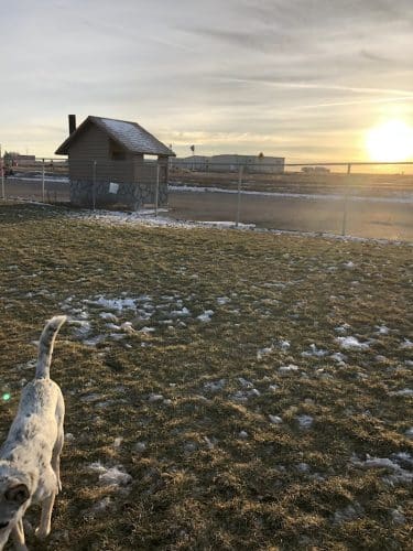Dog Park
