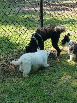 Independence Dog Park
