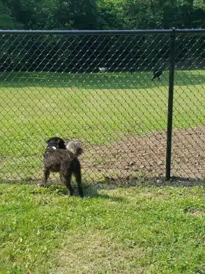 Independence Dog Park