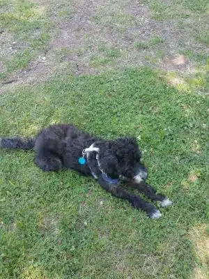 Independence Dog Park