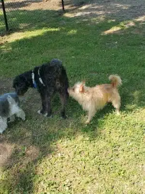 Independence Dog Park